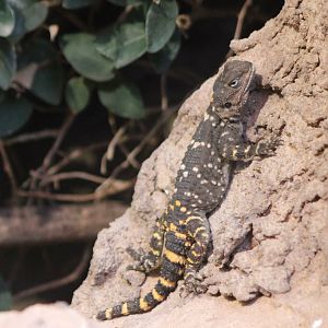 Black hardun - Stellagama stellio picae