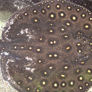 Leopold's river stingray
