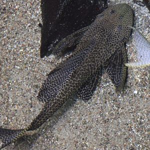 Armored catfish ID