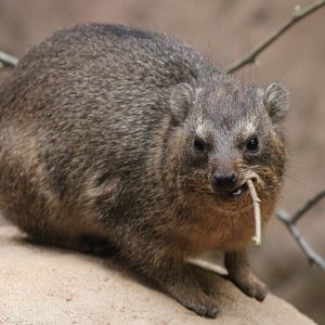Common rock hyrax