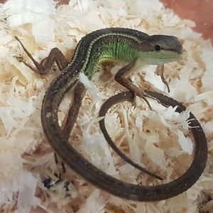 Takydromus septentrionalis