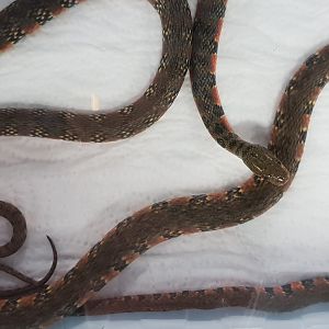 Sinnunatrix annularis