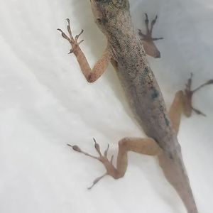 Anolis roquet
