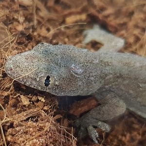 Hemidactylus frenatus