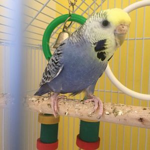 Blue the Budgerigar