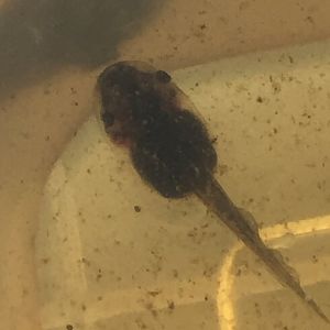 Cane toad Tadpole ID