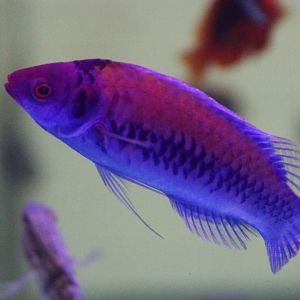 Fairy wrasse - Cirrhilabrus species ID