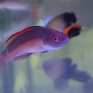 Velvet red-margined fairy wrasse - Cirrhilabrus rubrimarginatus