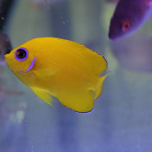 Lemonpeel dwarf angel - Centropyge flassima