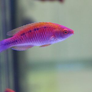 Fairy wrasse - Cirrhilabrus species ID