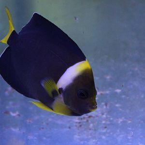 Queensland yellow-tailed angelfish - Chaetodontoplus meredithi