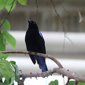 Fairy bluebird - male