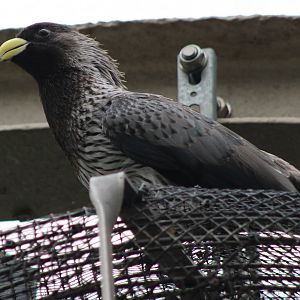 Western plantain-eater