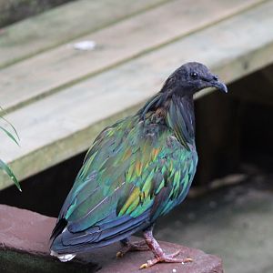 Nicobar pigeon