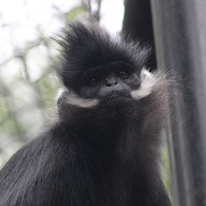 Francois langur