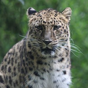 Amur leopard