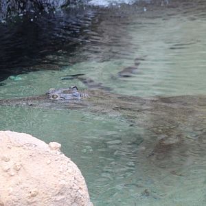 Slender-snouted crocodile