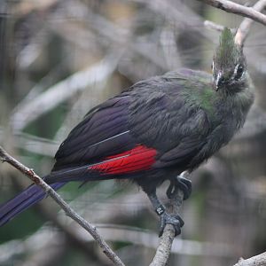 Green touraco - juvenile