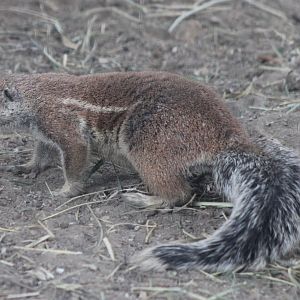 Cape ground squirrel