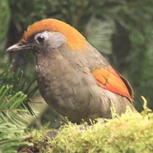 Red-tailed laughing-thrush