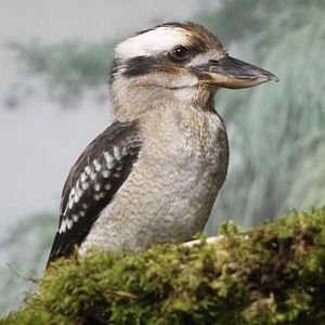 Kookaburra