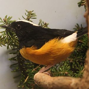 White-crowned shama