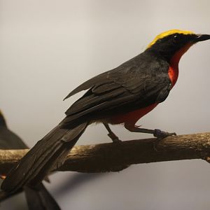 Yellow-crowned gonoleks