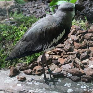 Southern lapwing