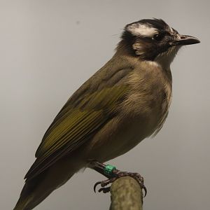 Light-vented bulbul