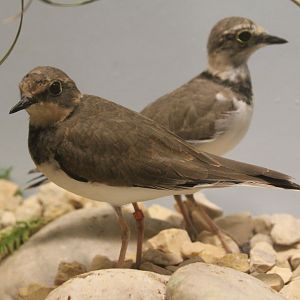 Little ringed plovers