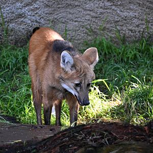 Maned Wolf