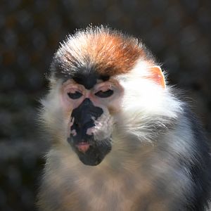 Red Capped Mangabey