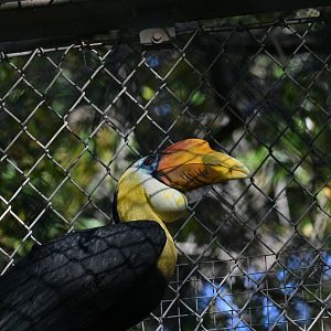 Wrinkled Hornbill
