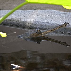 Indian Gharial