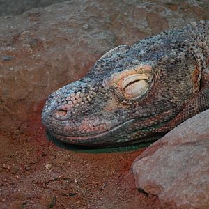 Komodo Dragon