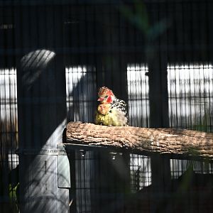 Red And Yellow Barbet