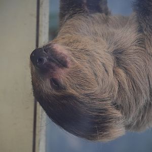 Linnaeus’ Two Toed Sloth