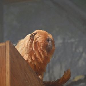 Golden Lion Tamarin