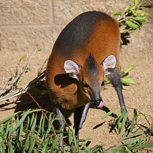 Red Flanked Duiker