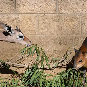 Gerenuk and Red Flanked Duiker