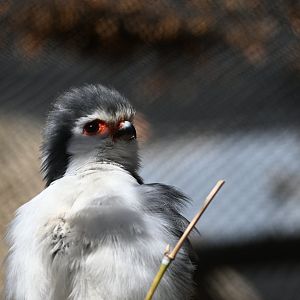 African Pygmy Falcon