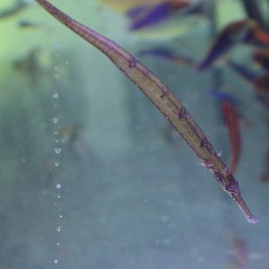 Pipefish ID