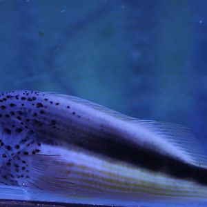 Black-sided hawkfish - Paracirrhites forsteri