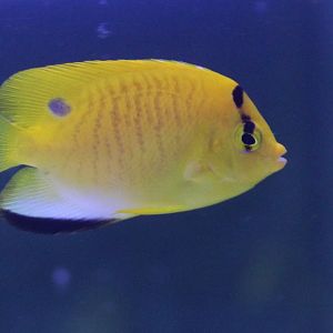 Three-spot angelfish - Apolemichthys trimaculatus