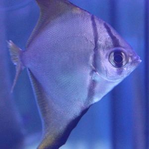 Silver moony - Monodactylus argenteus