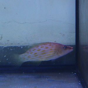 Pseudocheilinus octotaenia