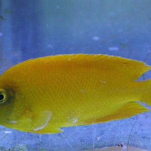 Yellow dwarf angel - Centropyge heraldi