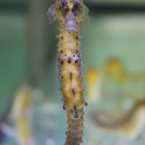 Sea-horse - frontside