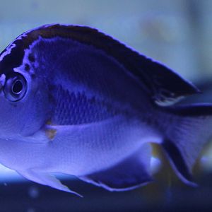 Ornate angelfish - Genicanthus bellus - female