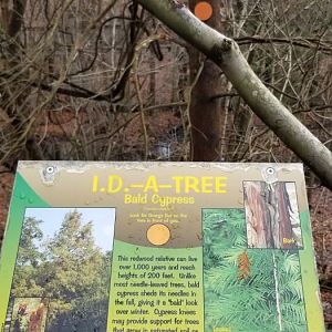 VA Living Museum - ID A Tree